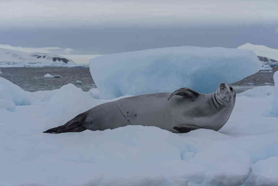 Foca de Weddell - Antártida 06.jpg